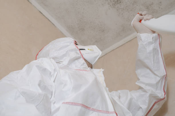 Best Mold Removal Company Near Me  in Palos Park, IL